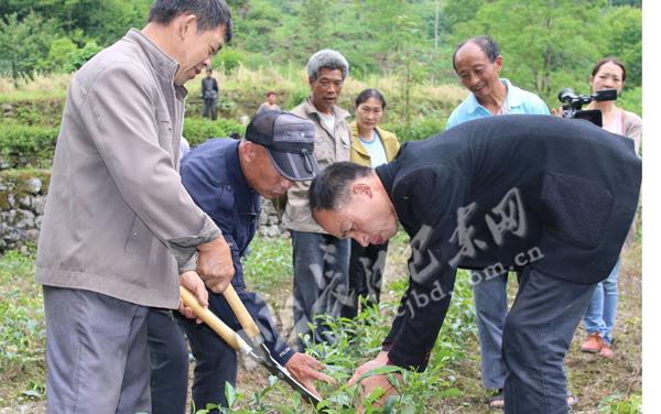 幼龄茶树修剪怎么剪才对？-图2