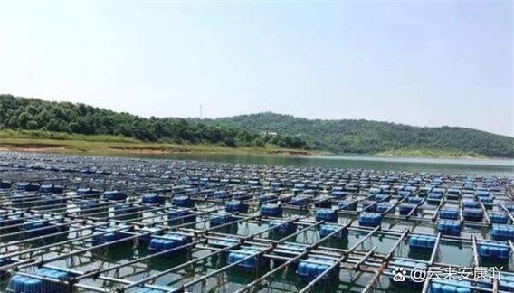 北京水库网箱养殖技术如何高效应用？-图2