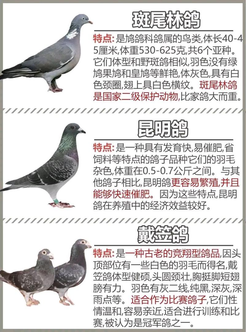 中国鸽子有哪些常见品种?-图1 中国鸽子有哪些常见品种?-图1