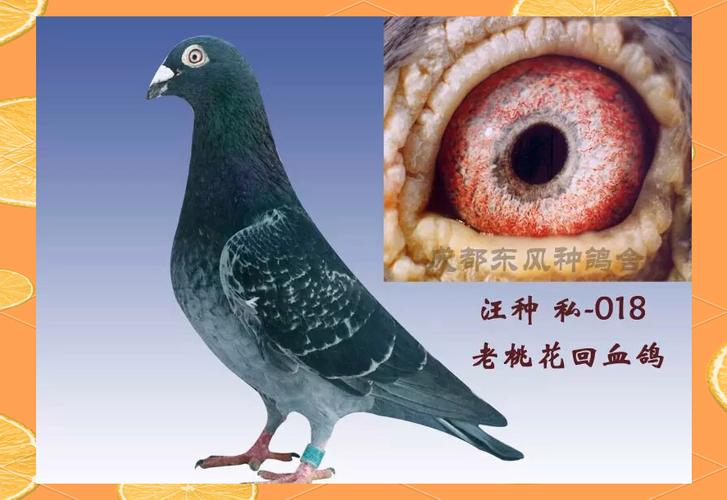 中国鸽子有哪些常见品种?-图2 中国鸽子有哪些常见品种?-图2