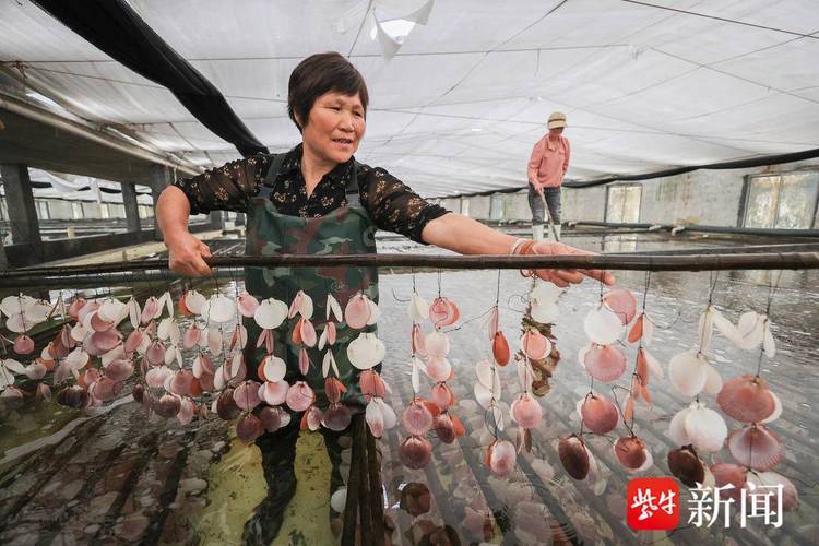 江苏主要紫菜养殖品种有哪些？-图1