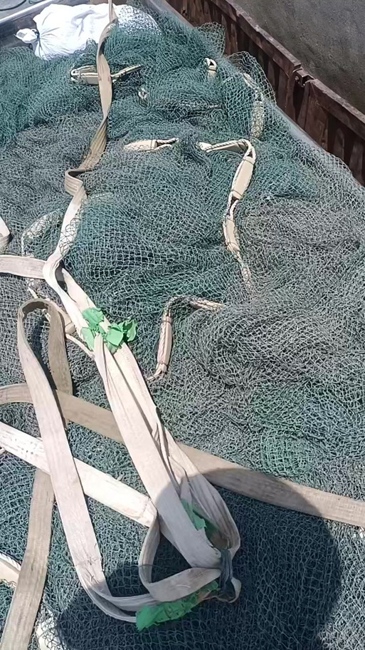 江苏主要紫菜养殖品种有哪些？-图2