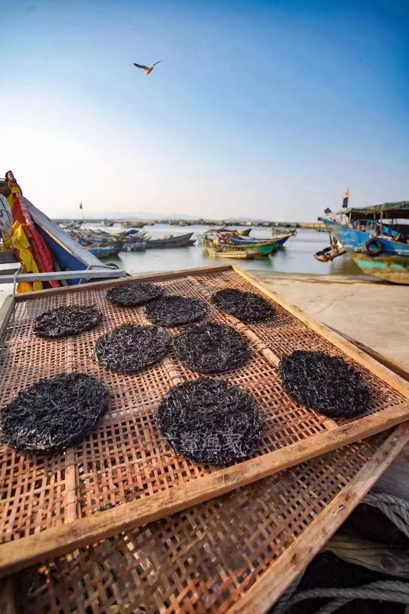 江苏主要紫菜养殖品种有哪些？-图3