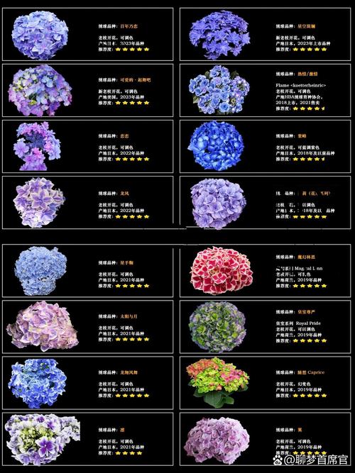 绣球哪个品种最好?-图1 绣球哪个品种最好?-图1