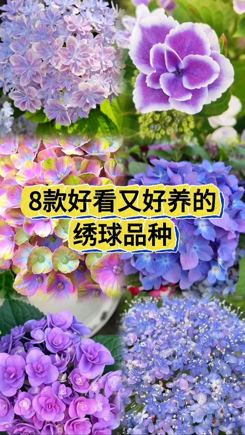 绣球哪个品种最好?-图3 绣球哪个品种最好?-图3