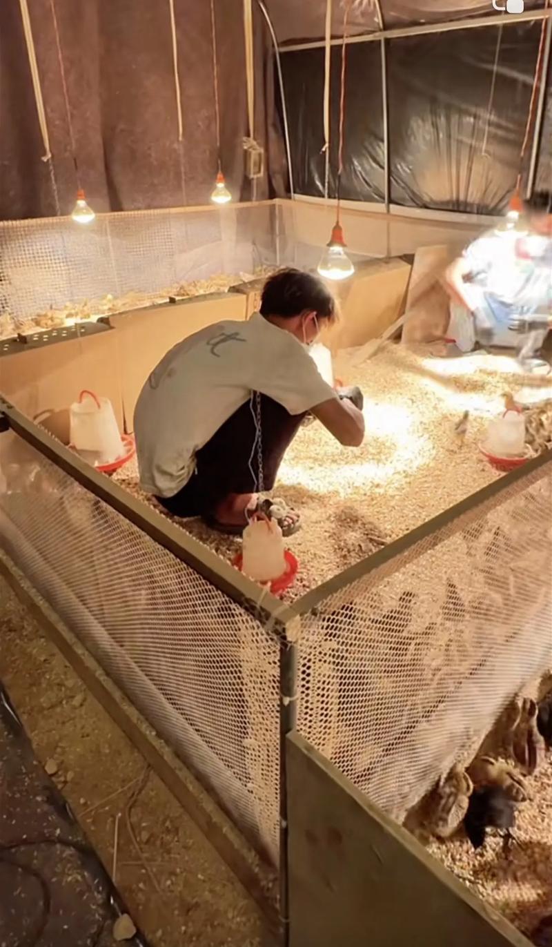 雏鸡育雏饲养管理有哪些关键技术？-图1