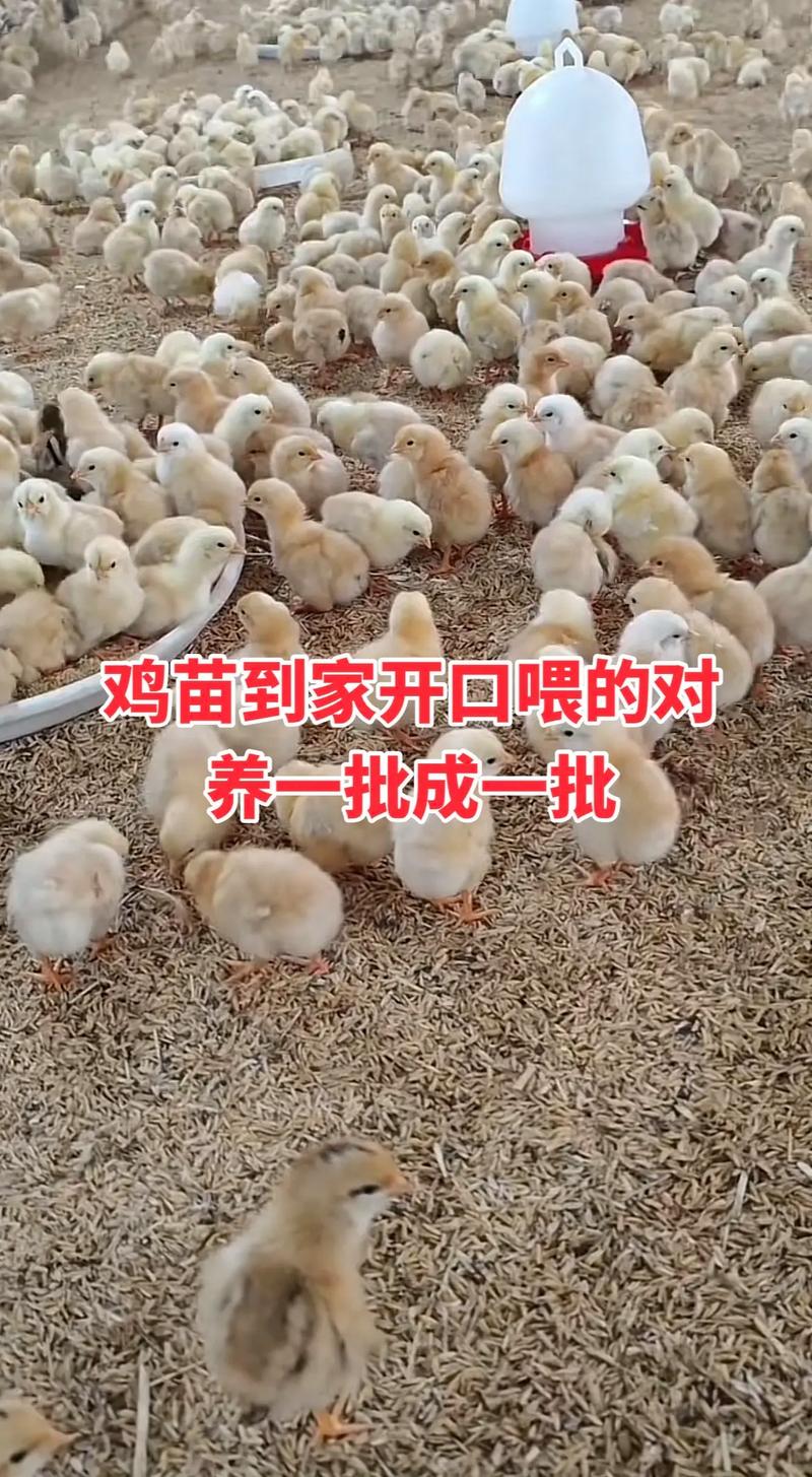 雏鸡育雏饲养管理有哪些关键技术？-图2