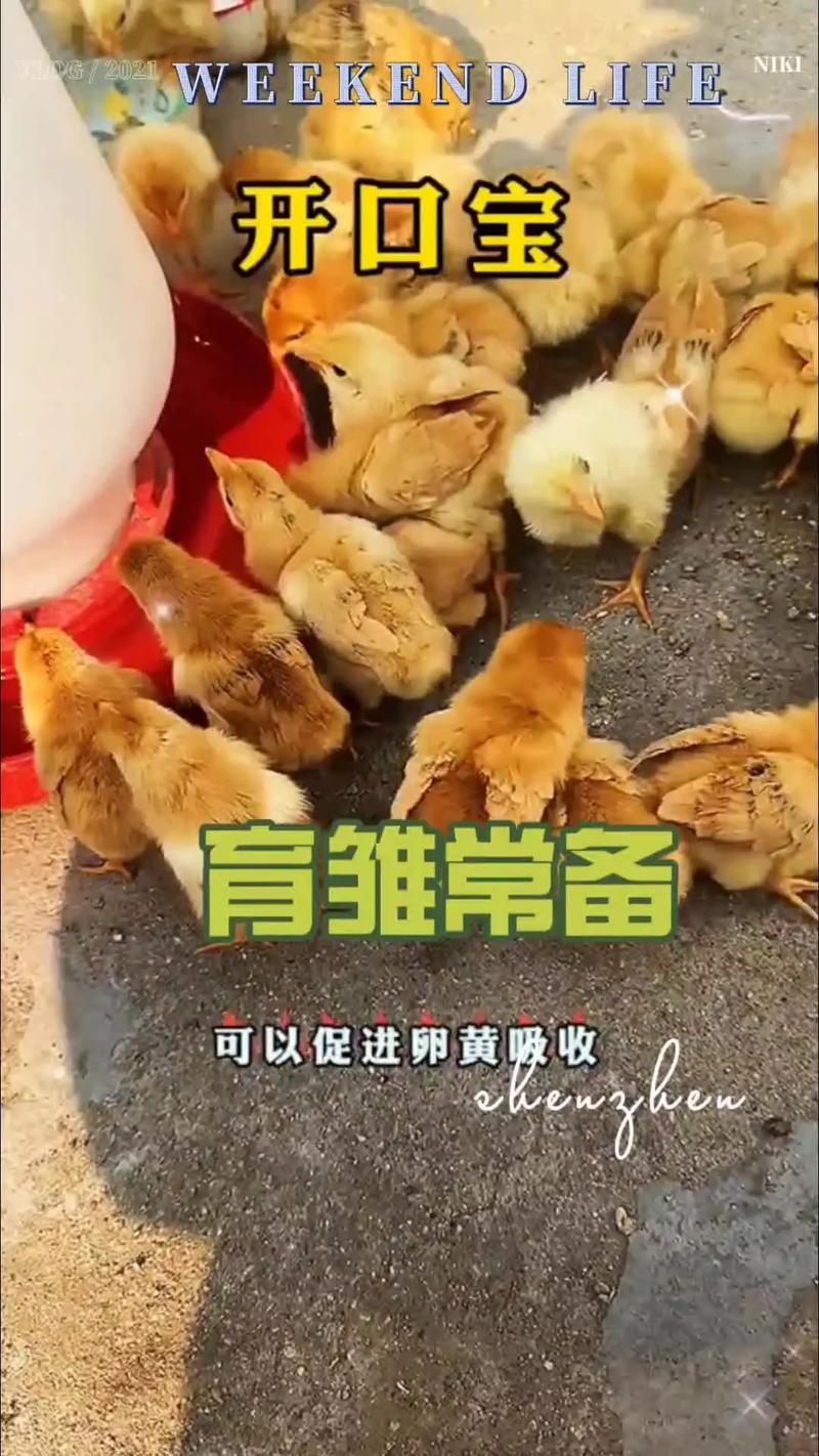 雏鸡育雏饲养管理有哪些关键技术？-图3