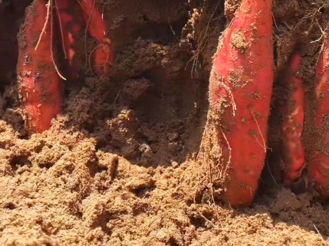 红薯高产技术全套视频-图1