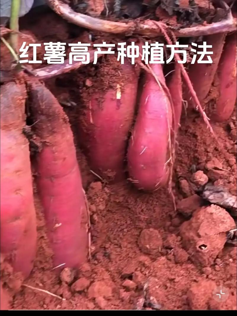 红薯高产技术全套视频-图2