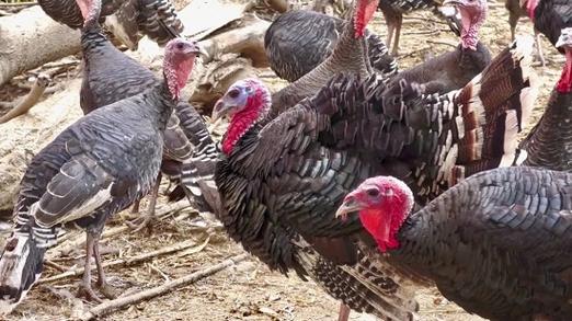 河南许昌成年火鸡价格现在多少钱一只？-图1