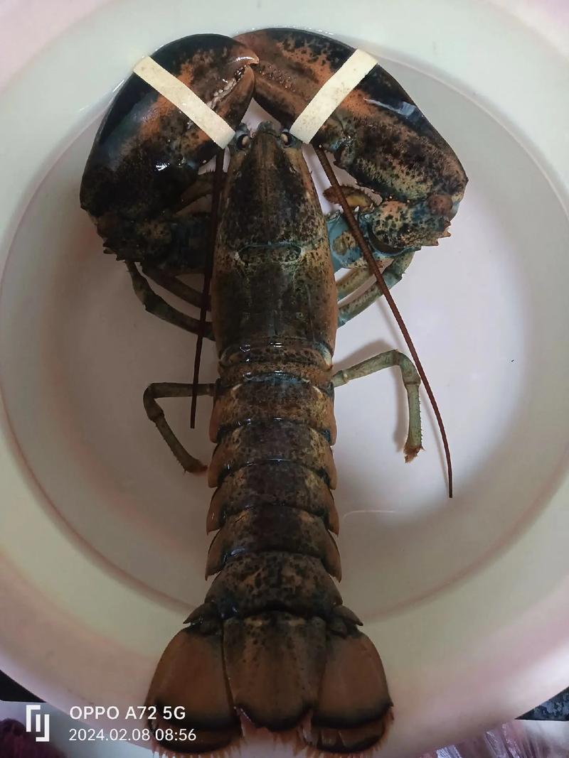 今日澳洲龙虾价格供应如何？-图1