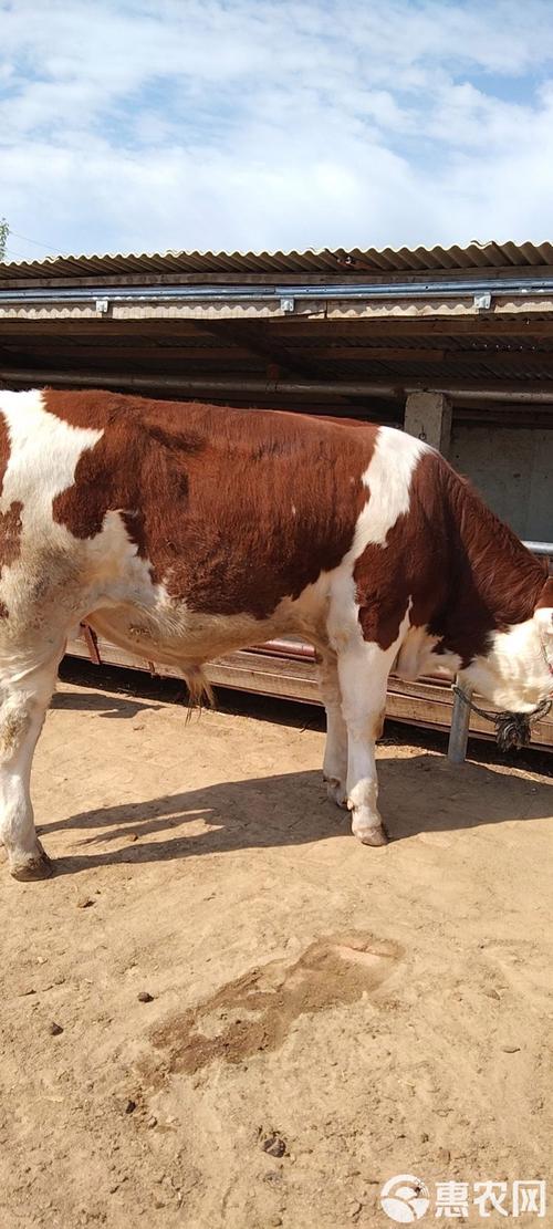 西门塔尔牛有哪些常见品种？-图3