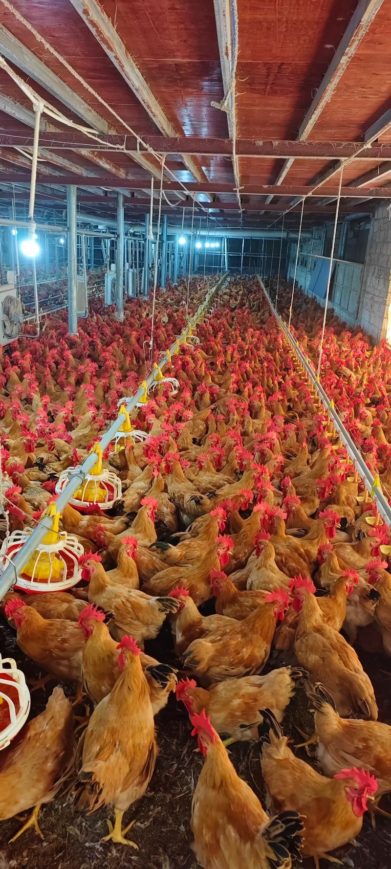 最新肉鸡流行肉鸡品种-图1 最新肉鸡流行肉鸡品种-图1