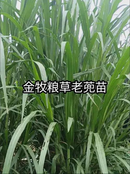 哪些牧草品种优质又高产?-图3 哪些牧草品种优质又高产?-图3