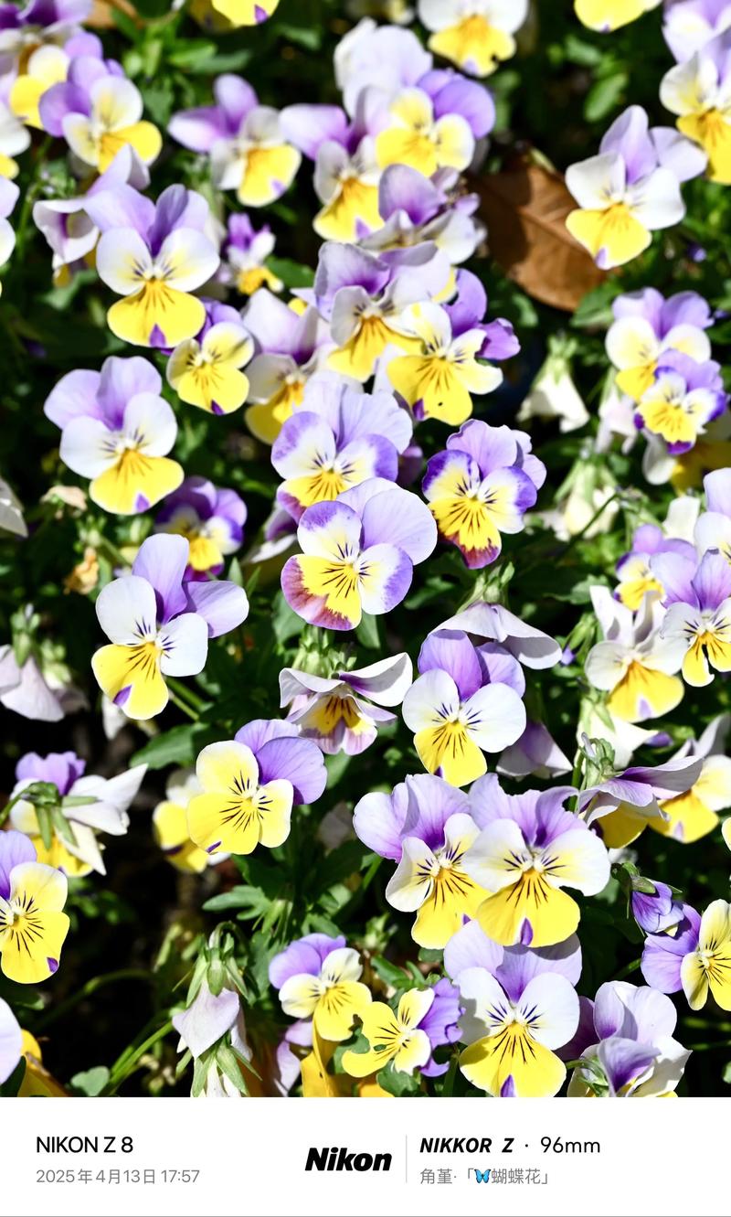 角堇哪个品种最漂亮?-图1 角堇哪个品种最漂亮?-图1