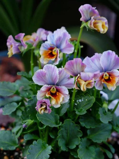 角堇哪个品种最漂亮?-图2 角堇哪个品种最漂亮?-图2