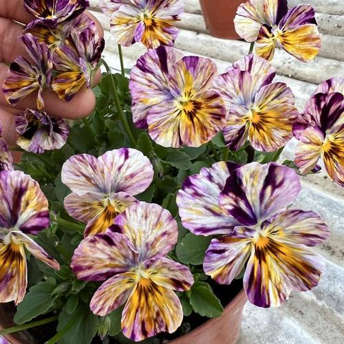 角堇哪个品种最漂亮?-图3 角堇哪个品种最漂亮?-图3