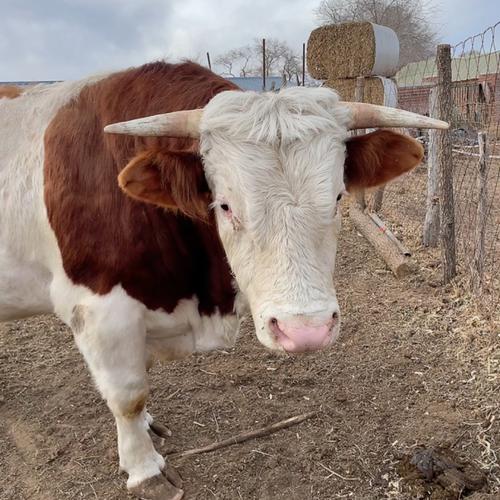 西门塔尔牛品种图片有哪些特征？-图2