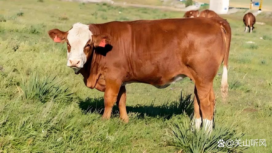 西门塔尔牛品种图片有哪些特征？-图3