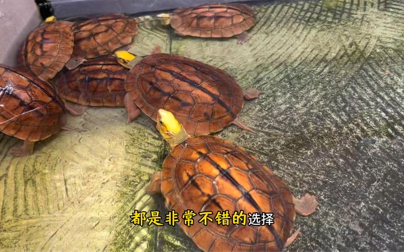 哪些品种适合人工养殖?-图3 哪些品种适合人工养殖?-图3