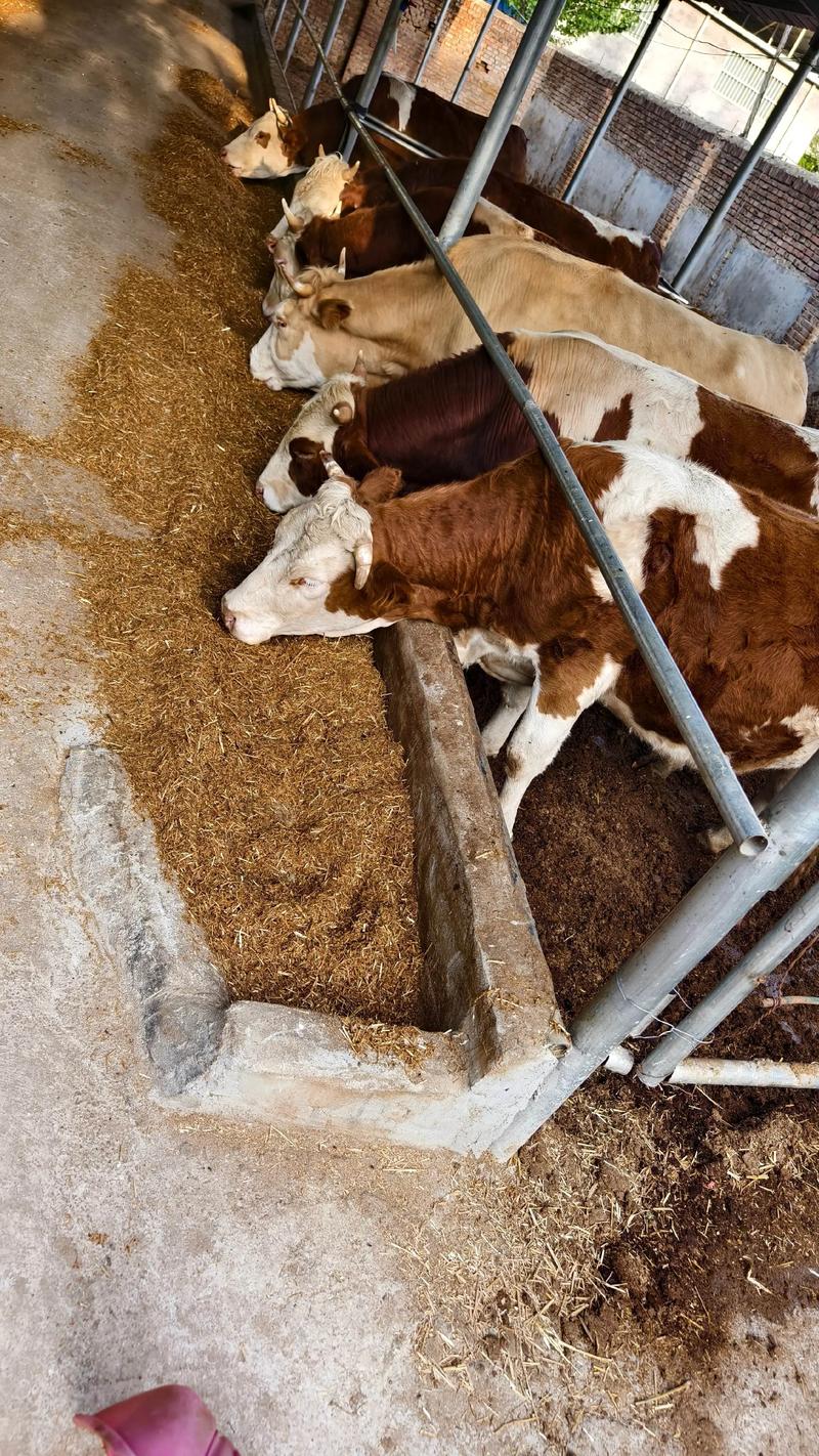 吉林纯种肉牛养殖技术有哪些关键要点？-图1