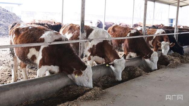 吉林纯种肉牛养殖技术有哪些关键要点？-图3