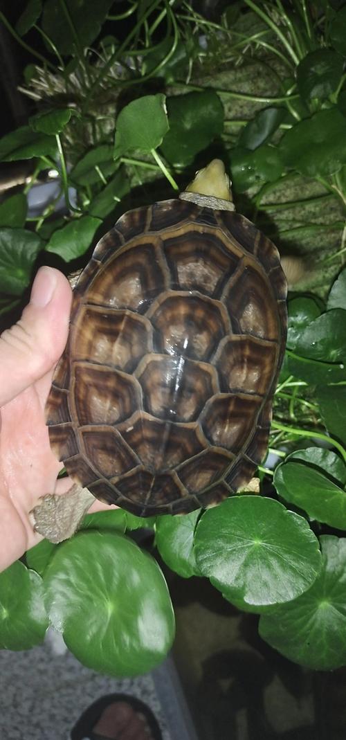 南方乌龟品种有哪些?-图1 南方乌龟品种有哪些?-图1