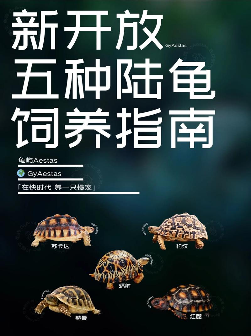 南方乌龟品种有哪些?-图3 南方乌龟品种有哪些?-图3