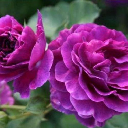 紫色浓香月季品种有哪些？-图1