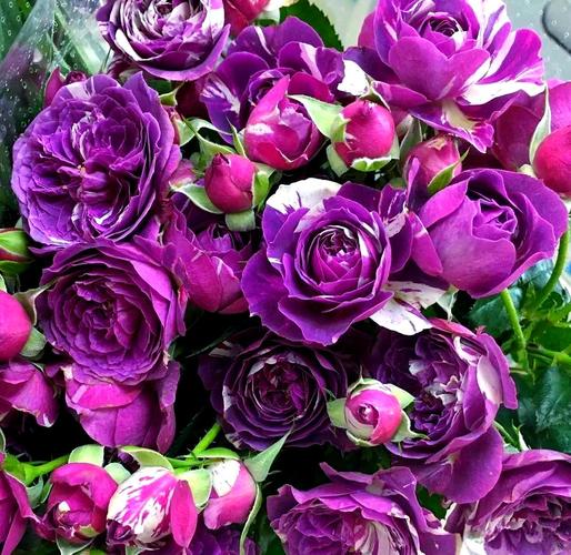 紫色浓香月季品种有哪些？-图2