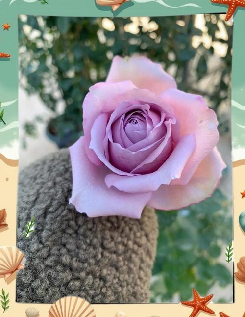 紫色浓香月季品种有哪些？-图3