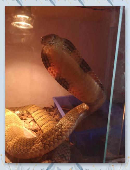 眼镜王蛇养殖技术视频怎么学?-图2 眼镜王蛇养殖技术视频怎么学?-图2