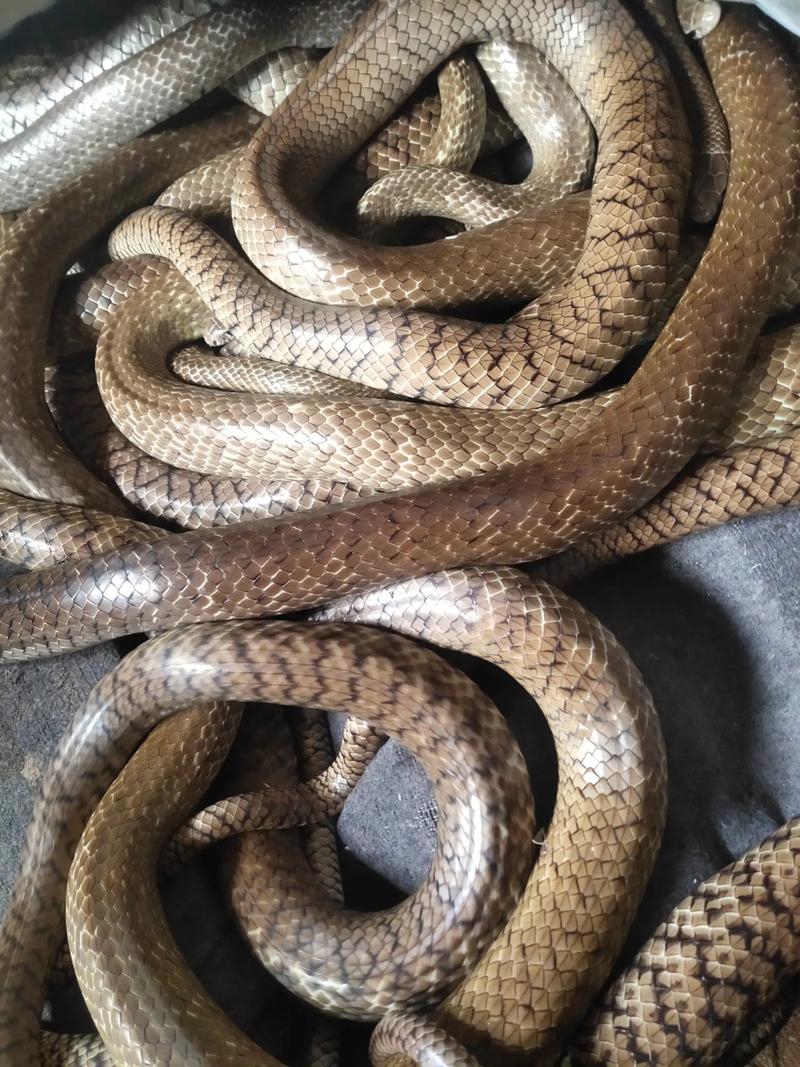 眼镜王蛇养殖技术视频怎么学?-图1 眼镜王蛇养殖技术视频怎么学?-图1