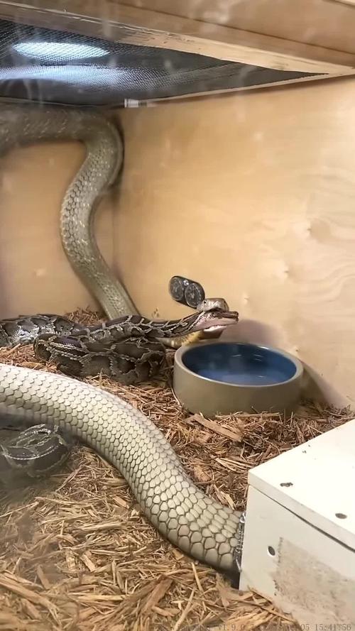 眼镜王蛇养殖技术视频怎么学？-图3