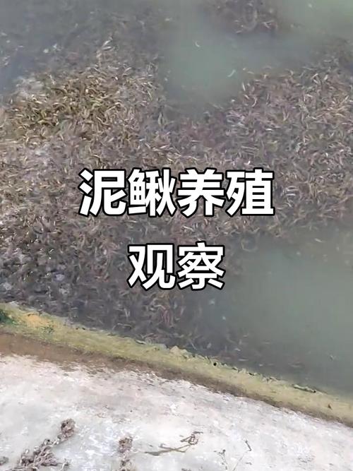 泥鳅养殖技术视频高清版怎么学？-图2
