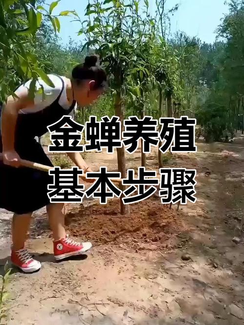 山东金蝉人工养殖技术有哪些关键要点?-图1 山东金蝉人工养殖技术有哪些关键要点?-图1