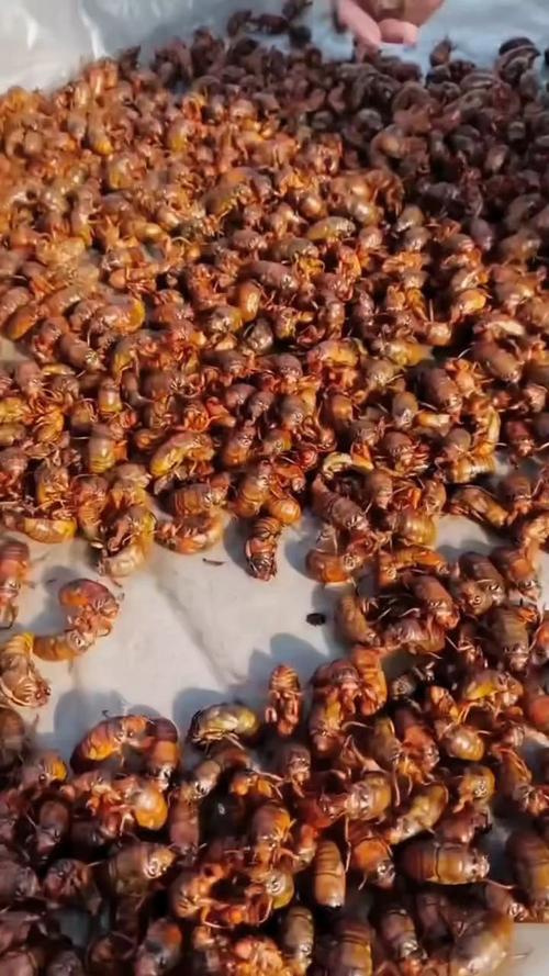 山东金蝉人工养殖技术有哪些关键要点?-图3 山东金蝉人工养殖技术有哪些关键要点?-图3