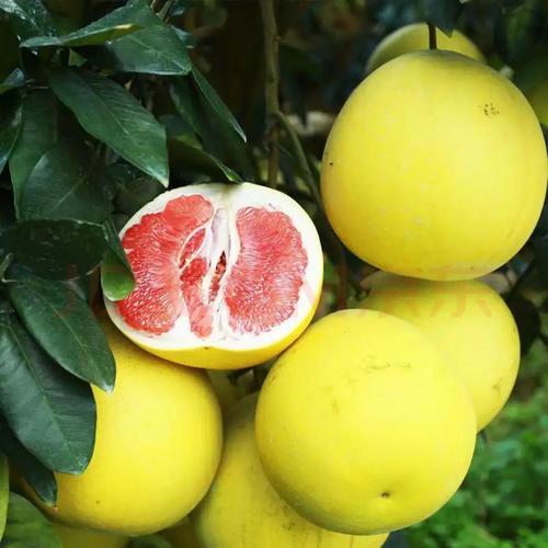 国外有哪些常见柚子品种？-图2