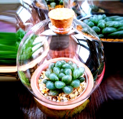 玉露闷死常见品种有哪些？-图1