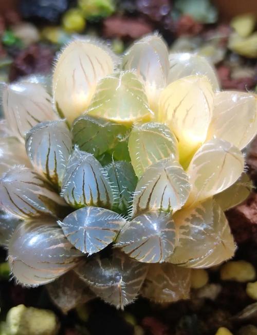 玉露闷死常见品种有哪些？-图2