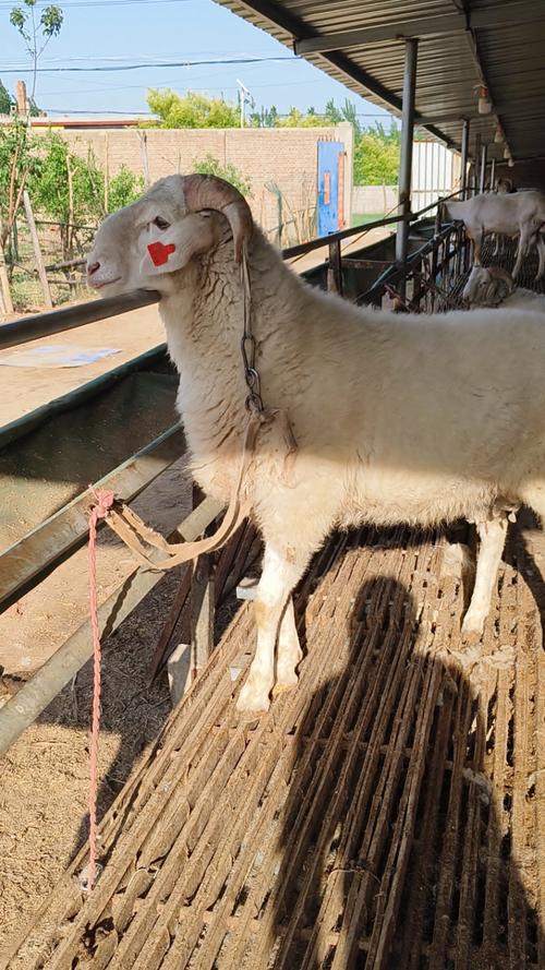 小尾寒羊高效植技术如何实现？-图2