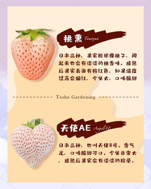 哪种草莓抗病性最强？-图2