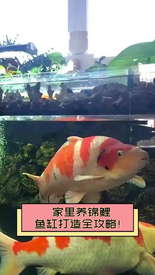 家庭锦鲤养殖技术视频，新手如何快速上手？-图1
