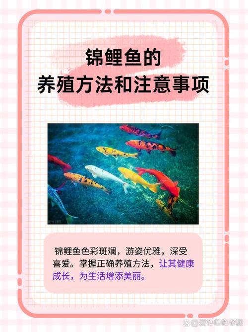 家庭锦鲤养殖技术视频，新手如何快速上手？-图2
