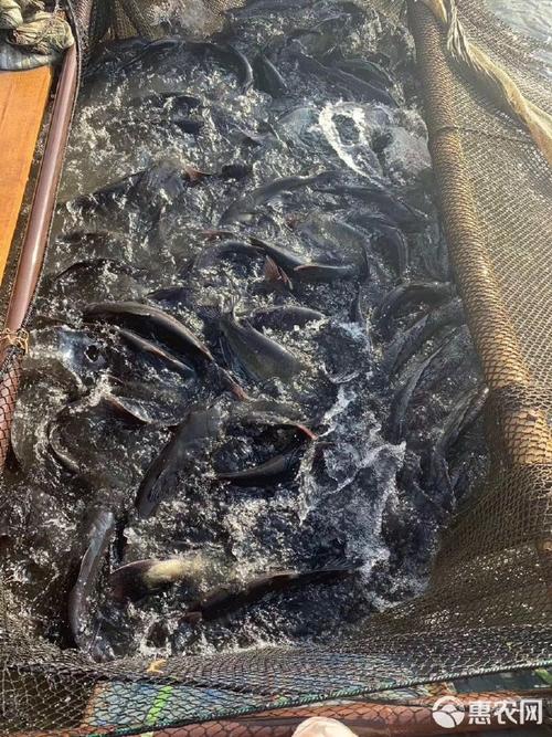 广西横县网箱草鱼价格现在多少钱一斤？-图1