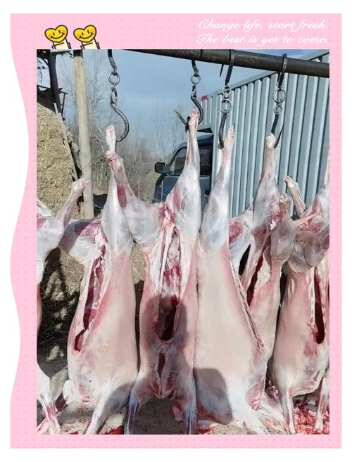 中国地方肉用山羊品种有哪些特点？-图2