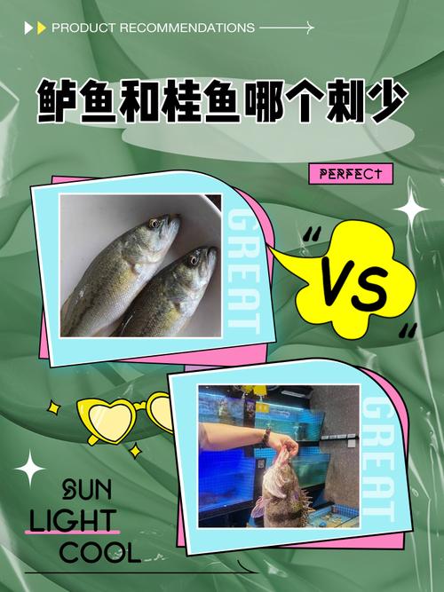鲈鱼鳜鱼价格差多少？-图3