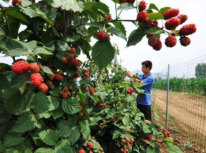 树莓种植技术视频上集讲了哪些要点？-图1
