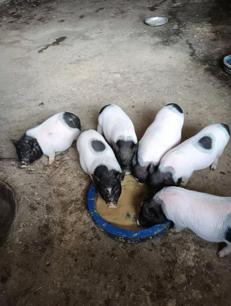 2025巴马香猪价格-图1 2025巴马香猪价格-图1